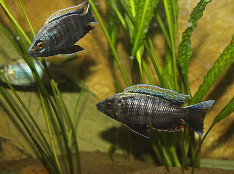 Copadichromis sp. 'firecrest' Gome